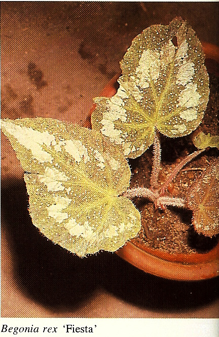 B. ‘Fiesta’
